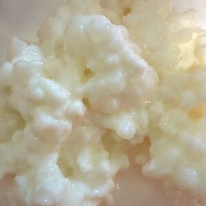 Milk kefir grains